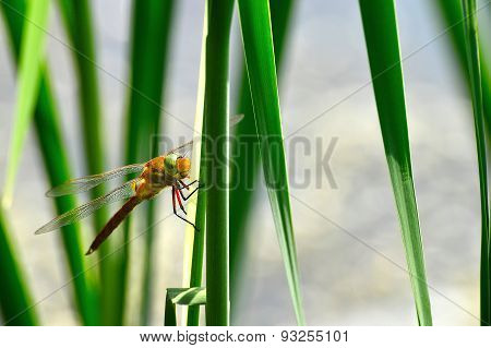 Dragonfly Sympetrum Close-up Sitting On The Grass