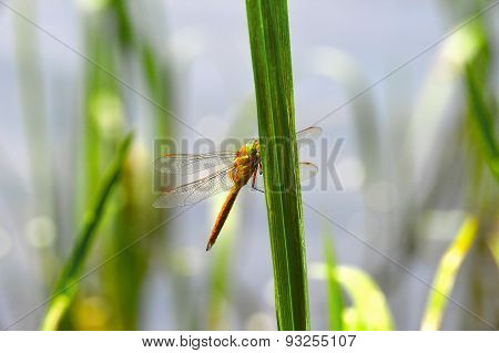 Dragonfly Sympetrum Close-up Sitting On The Grass