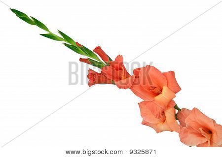 Orange Gladiolus blomst