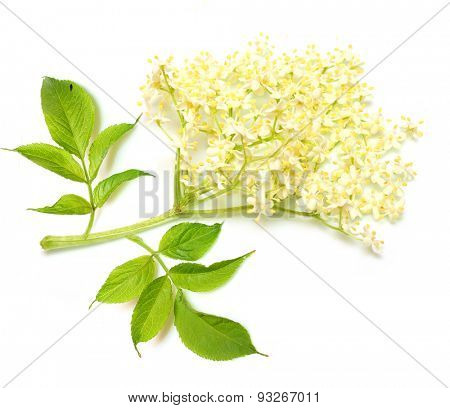 The Elder or Elderberry (Sambucus nigra).The flowers and berries are used most often medicinally against flu and fever, angina, etc.