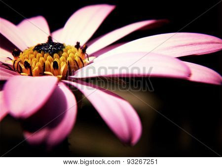 African Daisy (Dimorphotheca)