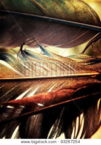 Bird Feathers