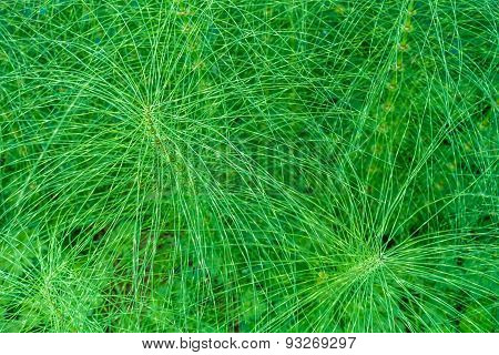 Wiry Plant Closeup