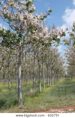 Paulownia fák