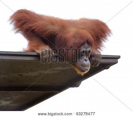 Adult Orangutang Looking Down From Its Platform