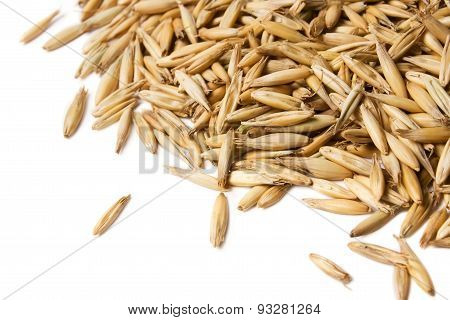 Close-up Oat
