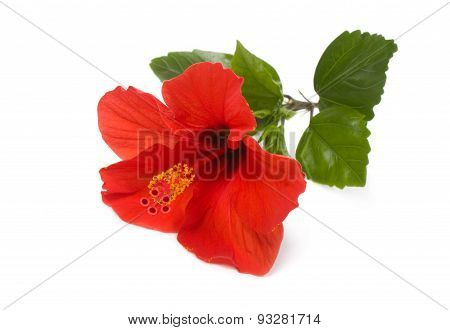 Chinese Rose.