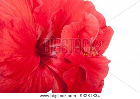 Chinese Rose Closeup