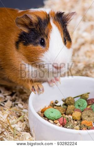 Cavy