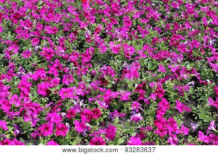 The petunias