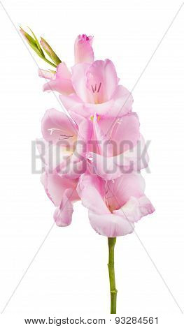 Beautiful Pink Flower