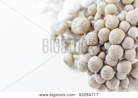 Fresh Mushrooms