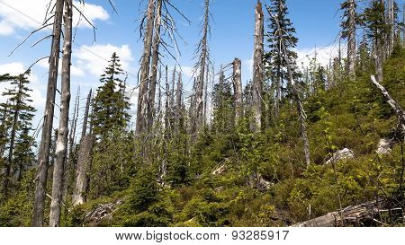 Forest Dieback