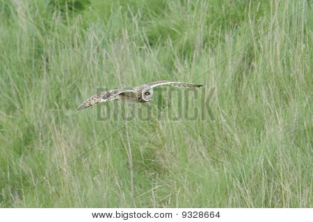 สั้นหูนกฮูก (asio Flammeus) ในเที่ยวบิน