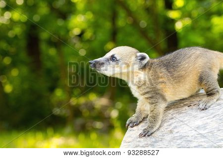 South American Coati (nasua Nasua) Baby