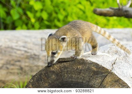South American Coati (nasua Nasua) Baby