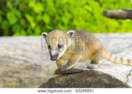 South American Coati (nasua Nasua) Baby
