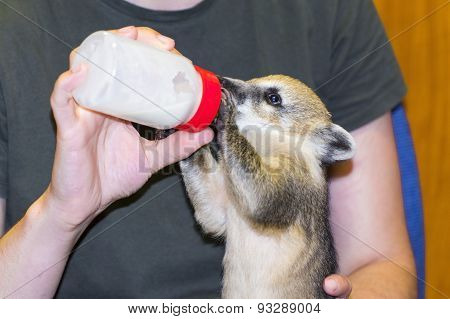 South American Coati (nasua Nasua) Baby