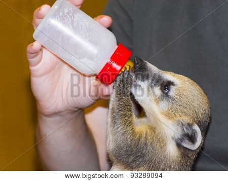 South American Coati (nasua Nasua) Baby