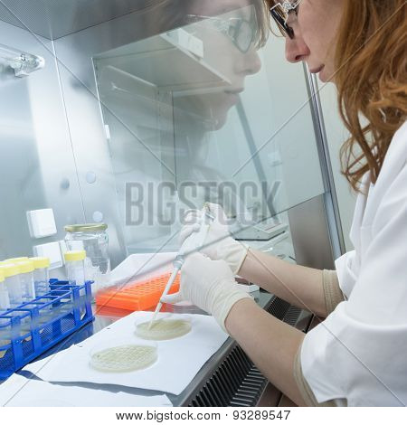 Life scientist researching in the laboratory.