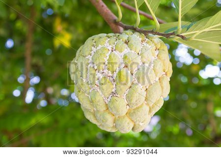 custard apple fruit with mealybugs