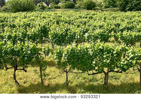 vineyards of Tokaj, Hungary