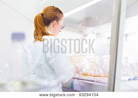 Life science researcher grafting bacteria.