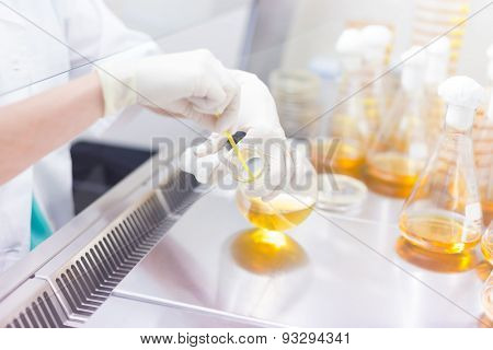 Life science researcher grafting bacteria.