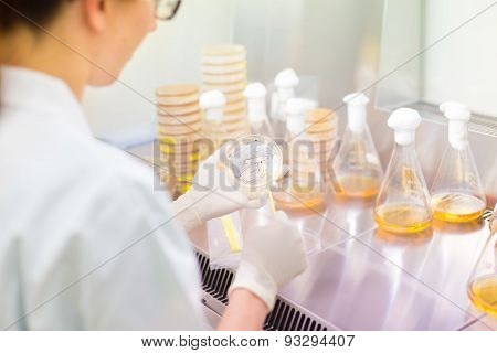Life science researcher grafting bacteria.
