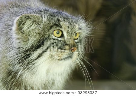 Pallas's Cat