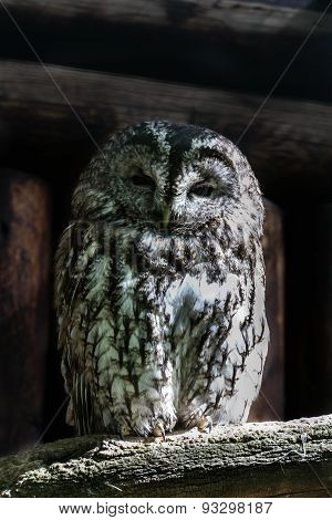 Tawny Owl