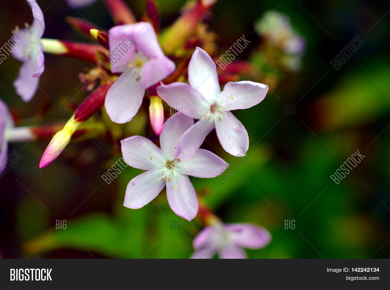 Pink Inflorescence Image & Photo (Free Trial) | Bigstock