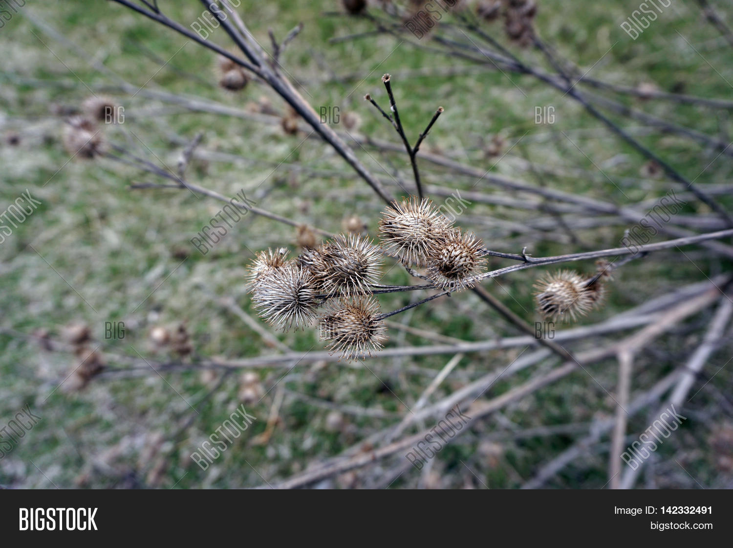 Burrs Greater Burdock Image & Photo (Free Trial) Bigstock