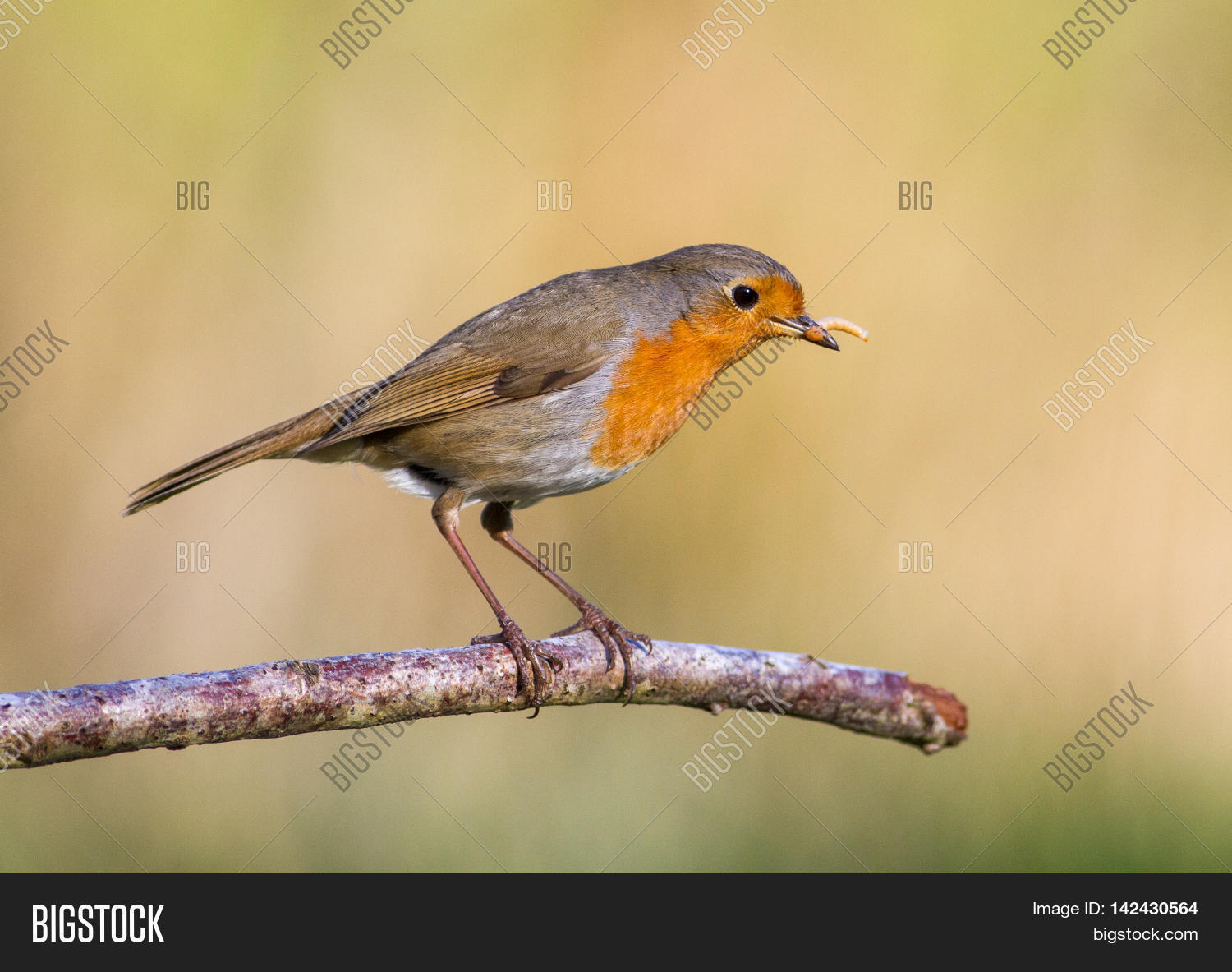 Robin Mealworm Mouth Image & Photo (Free Trial) Bigstock