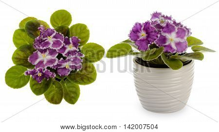 African violet (saintpolia) in decorative ceramic cache pot isolated.