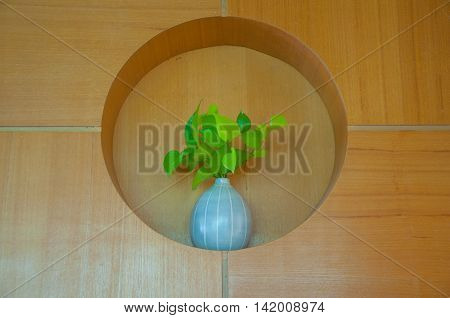 Epipremnum aureum in pot on wood wall