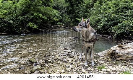 wolf dog at the river (Czechoslovakian wolf dog)