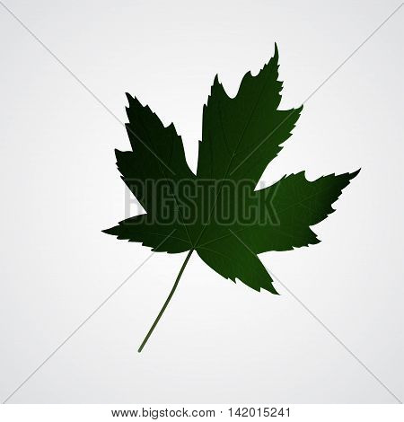 Green Maple leaf isolated clip-art vector illustration