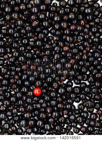 Fresh Delicious Organic Black Currant As A Background