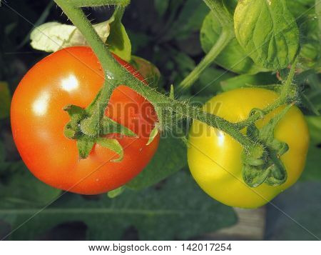 Red and Yellow Tomatoes Hanging on the Branch. Growing Tomatoes in the Garden.