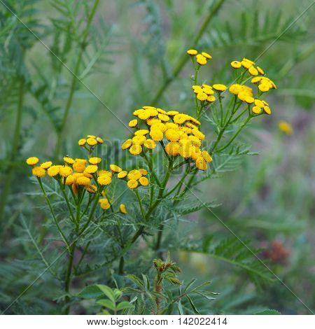 Flowers of Tansy (Tanacetum vulgare) of the Asteraceae family (Yakutia)