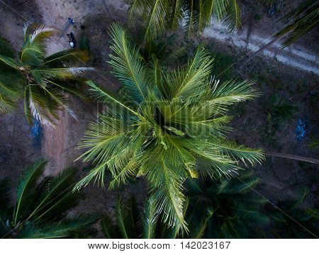 Jungle trees aerial view, Koh Phangan, Thailand