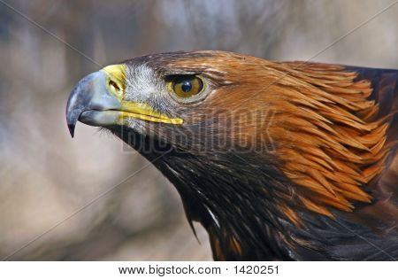 Portræt af Eagle