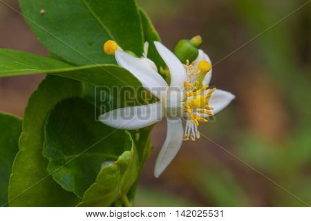 Flower Of Bergamot Fruits On Tree