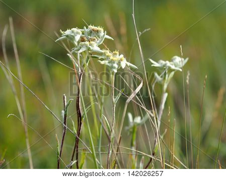 Edelweiss crowding (Leontopodium conglobatum) is a rare plant of Yakutia