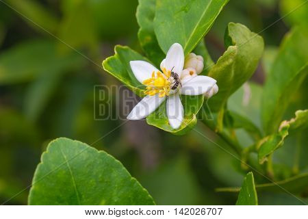 Flower Of Bergamot Fruits On Tree