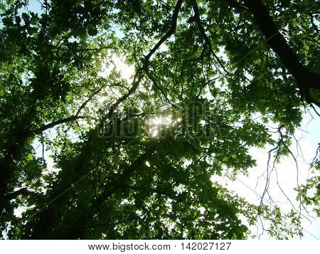 the sun's rays shine through the crown of oak leaves illuminated green.