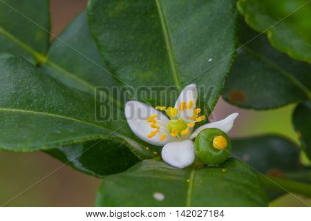 Flower of bergamot fruits on tree in garden