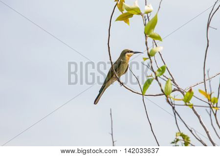 Beautiful Bird Blue Tailed Bee Eater