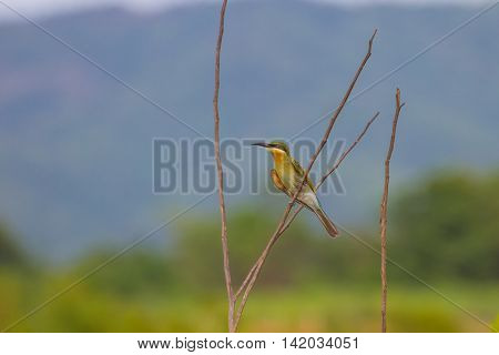 Beautiful Bird Blue Tailed Bee Eater